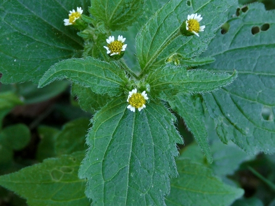 {Galinsoga quadriradiata}